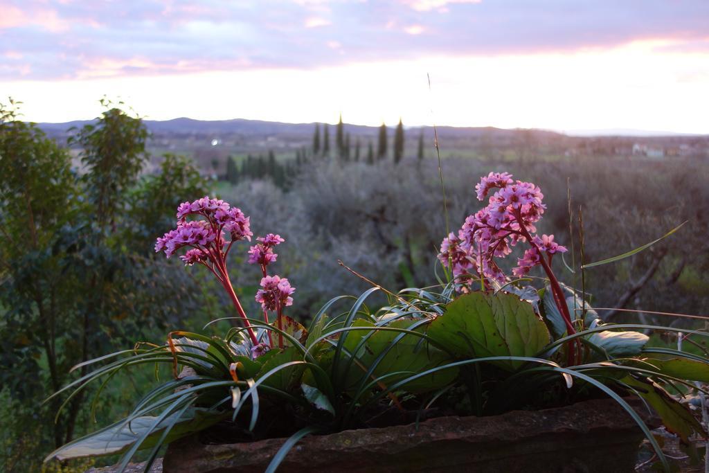 Bella Di Ceciliano Bed & Breakfast Arezzo Exterior photo